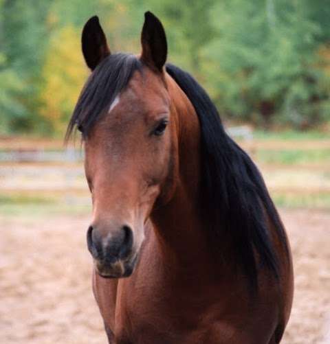 Photo: Horse Deals